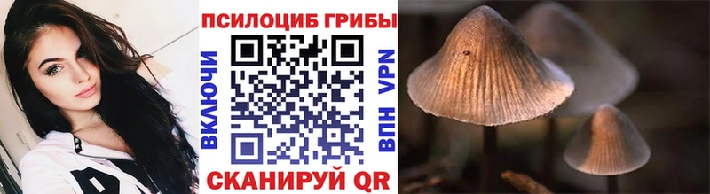 Купить  Краснозаводск  Псилоцибиновые грибы Psilocybine cubensis 